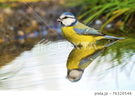 Blue Tit, Parus caeruleus, Forest Pond, Mediterranean Forest, Spain Blue Tit, Parus caeruleus, Forest Pond, Mediterranean Forest, Spain 76320546