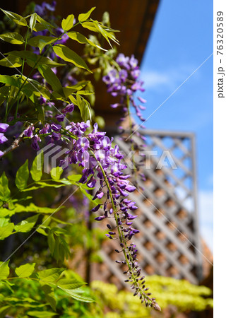 マンションのベランダで咲く藤の花　和風の植物ベランダ 76320589