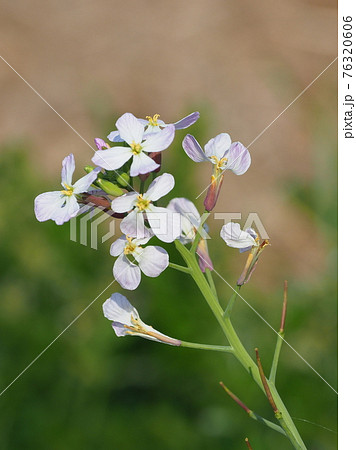 ダイコンの花の写真素材