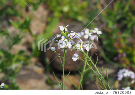 ダイコンの花の写真素材