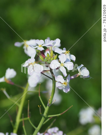 ダイコンの花の写真素材