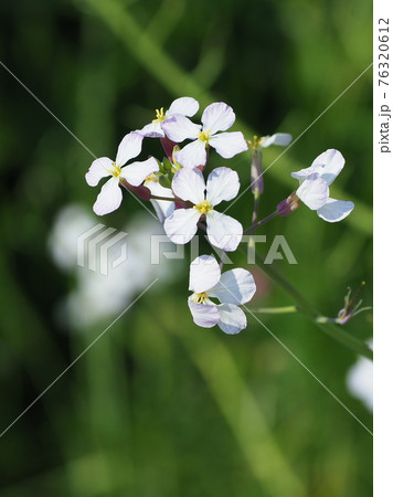 ダイコンの花の写真素材