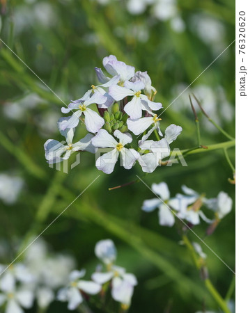 ダイコンの花の写真素材 7636