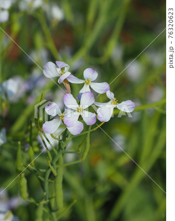 ダイコンの花の写真素材