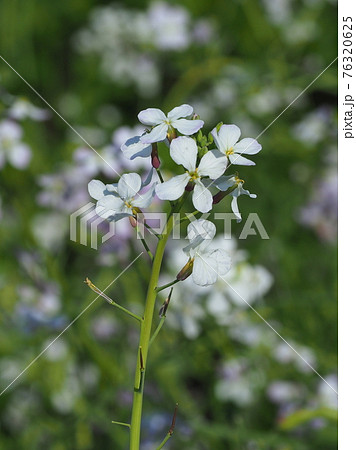 ダイコンの花の写真素材