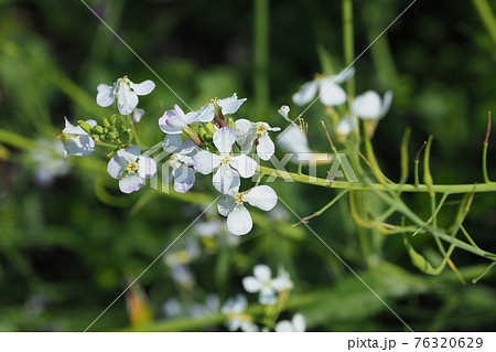 ダイコンの花の写真素材