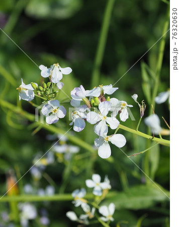 ダイコンの花の写真素材