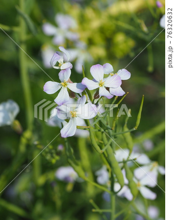 ダイコンの花の写真素材