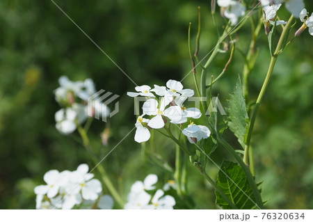 ダイコンの花 ダイコンの花 76320634