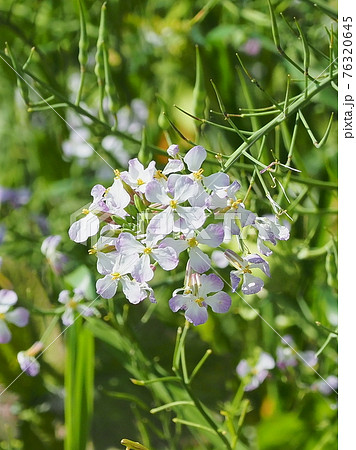 ダイコンの花の写真素材