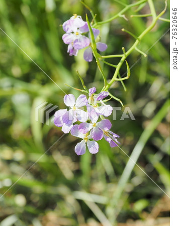 ダイコンの花の写真素材