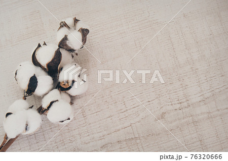 a branch of cotton. a blooming plant. material for sewing clothes made of natural materials. copy space on a white background 76320666