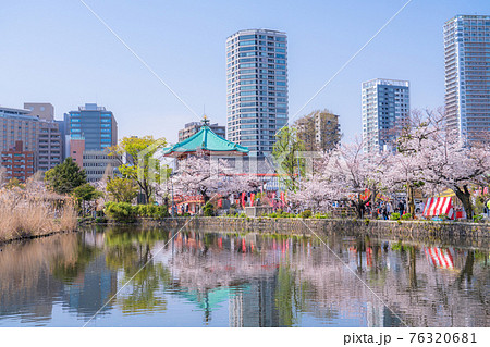 《東京都》桜満開の不忍池・春の上野公園 76320681