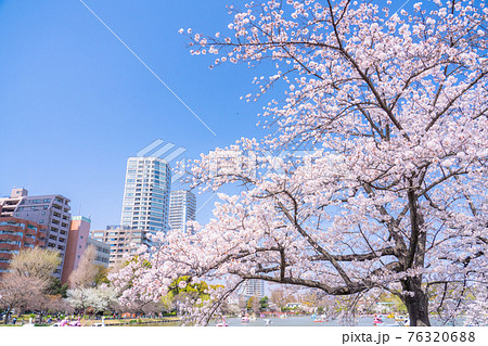 《東京都》桜満開の不忍池・春の上野公園 《東京都》桜満開の不忍池・春の上野公園 76320688