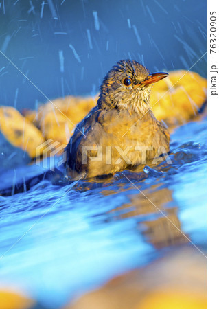 Blackbird, Forest Pond, Mediterranean Forest, Spain 76320905