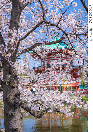 東京都》桜満開の不忍池・春の上野公園の写真素材 [76320917] - PIXTA