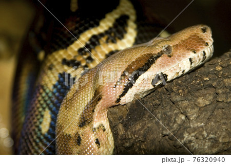 Python Snake, Asian Python, Python molurus Python Snake, Asian Python, Python molurus 76320940