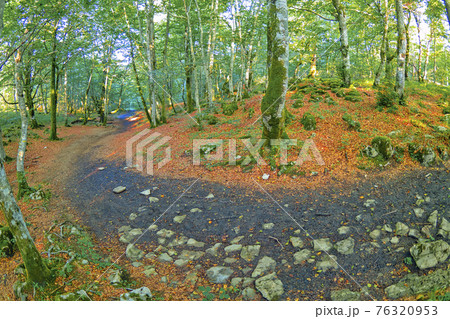 Forest Landscape, Valderejo Natural Park, Spain 76320953