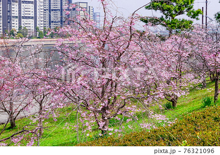 南芦屋浜ウォーターパークの桜風景　兵庫県芦屋市陽光町にて 76321096