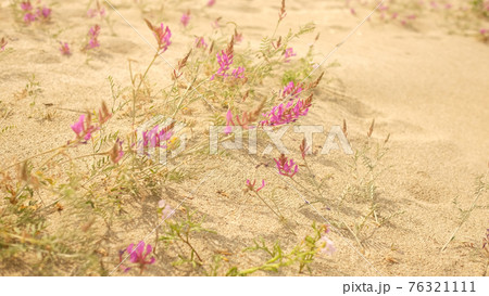 Beautiful purple flowers on a sandy beach scenic view. 76321111