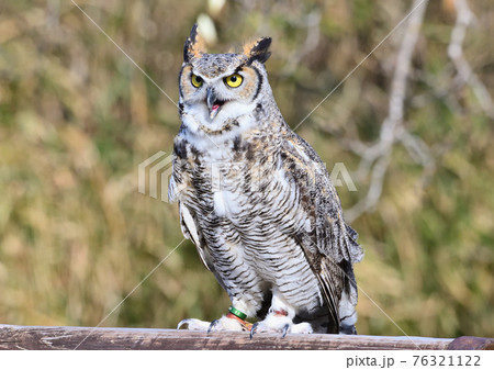 ペットにしたい鳥 76321122