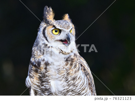 ペットにしたい鳥 76321123