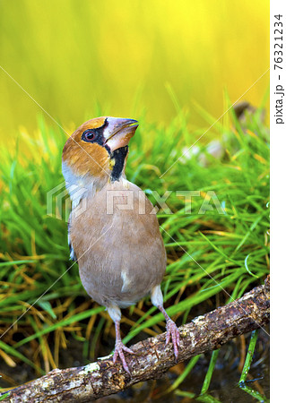 Hawfinch, Forest Pond, Mediterranean Forest, Spain 76321234