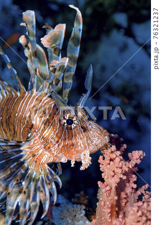 Lionfish, Red Sea, Egypt Lionfish, Red Sea, Egypt 76321237