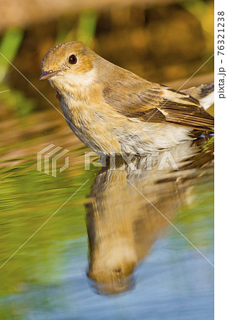 Pied Flycatcher, Forest Pond, Mediterranean Forest, Spain 76321238