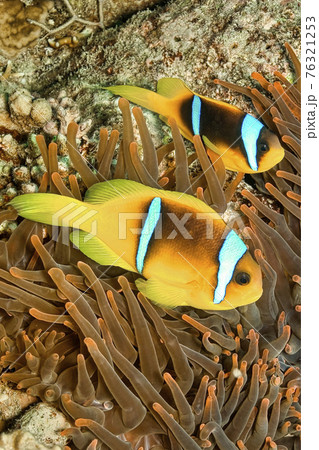 Red Sea Clownfish, Two-banded Anemonefish, Red Sea, Egypt Red Sea Clownfish, Two-banded Anemonefish, Red Sea, Egypt 76321253