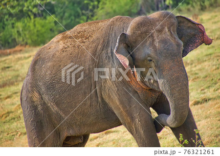 Sri Lankan Elephant, Kaudulla National Park, Sri Lanka Sri Lankan Elephant, Kaudulla National Park, Sri Lanka 76321261