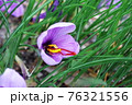 サフランの花 76321556
