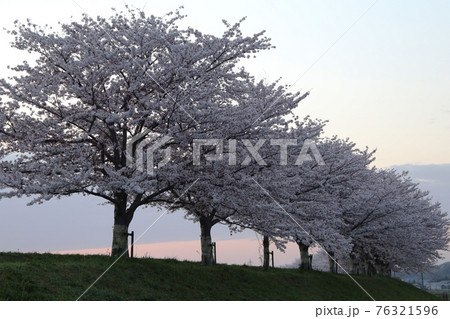 川沿いの桜並木と朝焼け 川沿いの桜並木と朝焼け 76321596