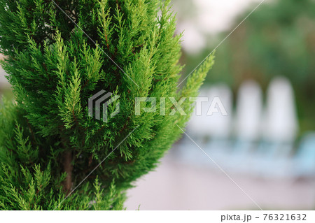 Evergreens for garden. Luxurious garden with coniferous plants 76321632