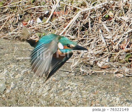 カワセミ飛び立つ カワセミ飛び立つ 76322149