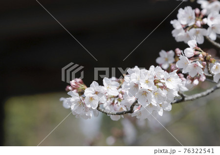 城跡に咲くソメイヨシノ 城跡に咲くソメイヨシノ 76322541