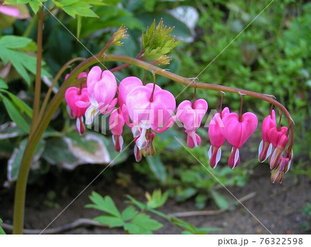 ケマンソウ ケマンソウ 76322598