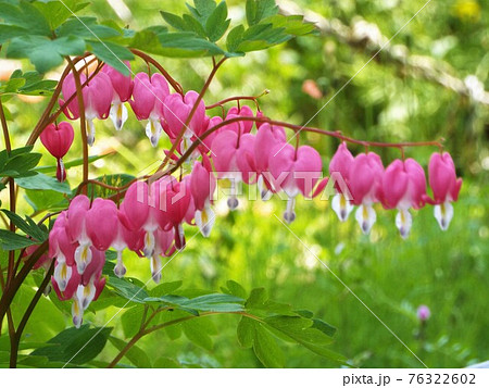 ケマンソウ ケマンソウ 76322602