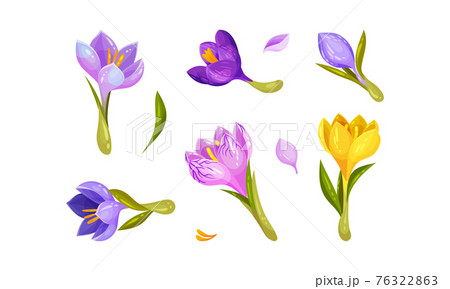 Crocus Flower on Stalk Isolated on White Background Vector Set Crocus Flower on Stalk Isolated on White Background Vector Set 76322863