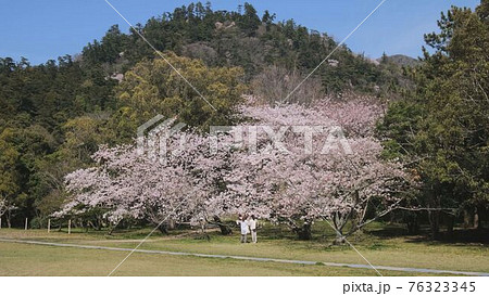 出雲大社神苑の桜の写真素材