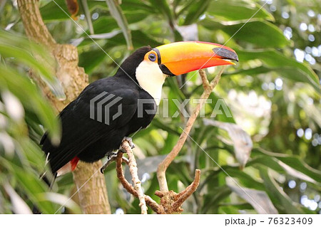 木にとまるオニオオハシ 76323409