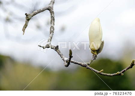 ハクモクレンの花 ハクモクレンの花 76323470