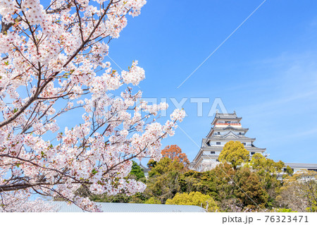 桜と唐津城 佐賀県唐津市 桜と唐津城 佐賀県唐津市 76323471