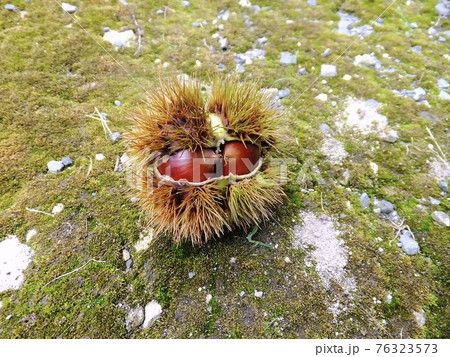 苔の上の毬栗 76323573