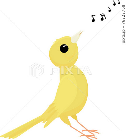 Singing Canary Bird Isolated On White Backgroundのイラスト素材