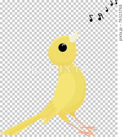 Singing canary bird isolated on white background Singing canary bird isolated on white background 76323768