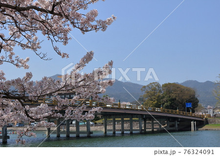 満開の桜と瀬田唐橋の風景 76324091