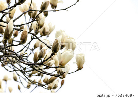 満開のハクモクレン 76324097