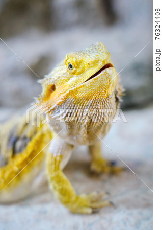 Yellow bearded dragon portrait, terrarium 76324403