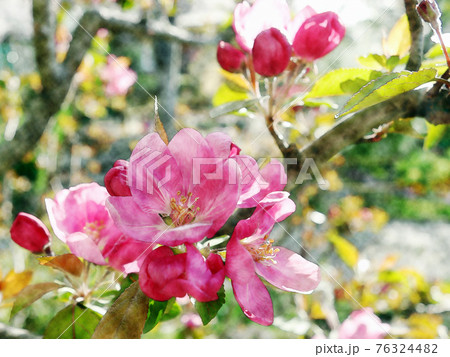 朝日を浴びて開花したピンク色の花 姫林檎 クラブアップル 水彩画風のイラスト素材